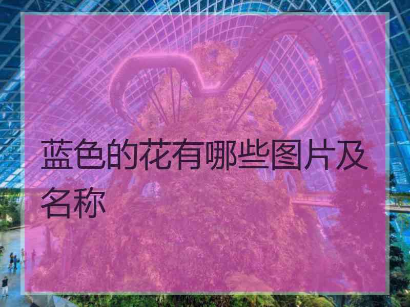 蓝色的花有哪些图片及名称