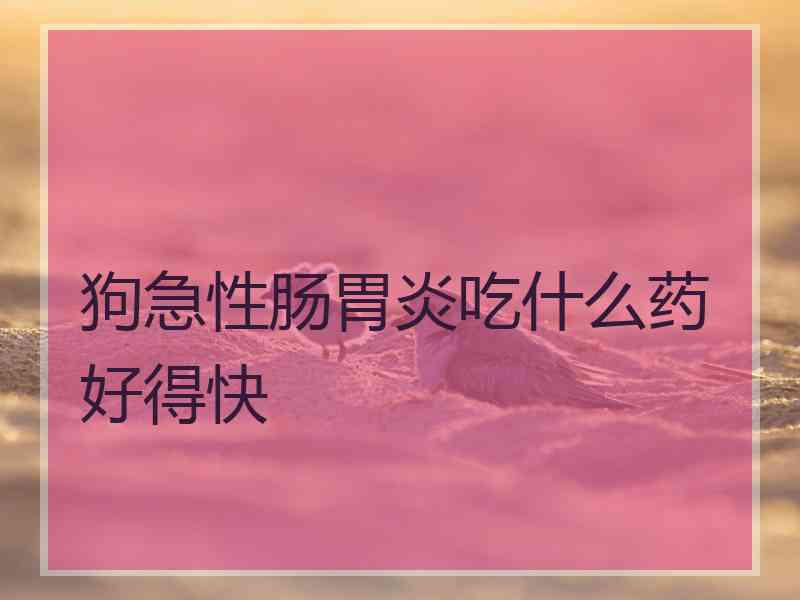 狗急性肠胃炎吃什么药好得快